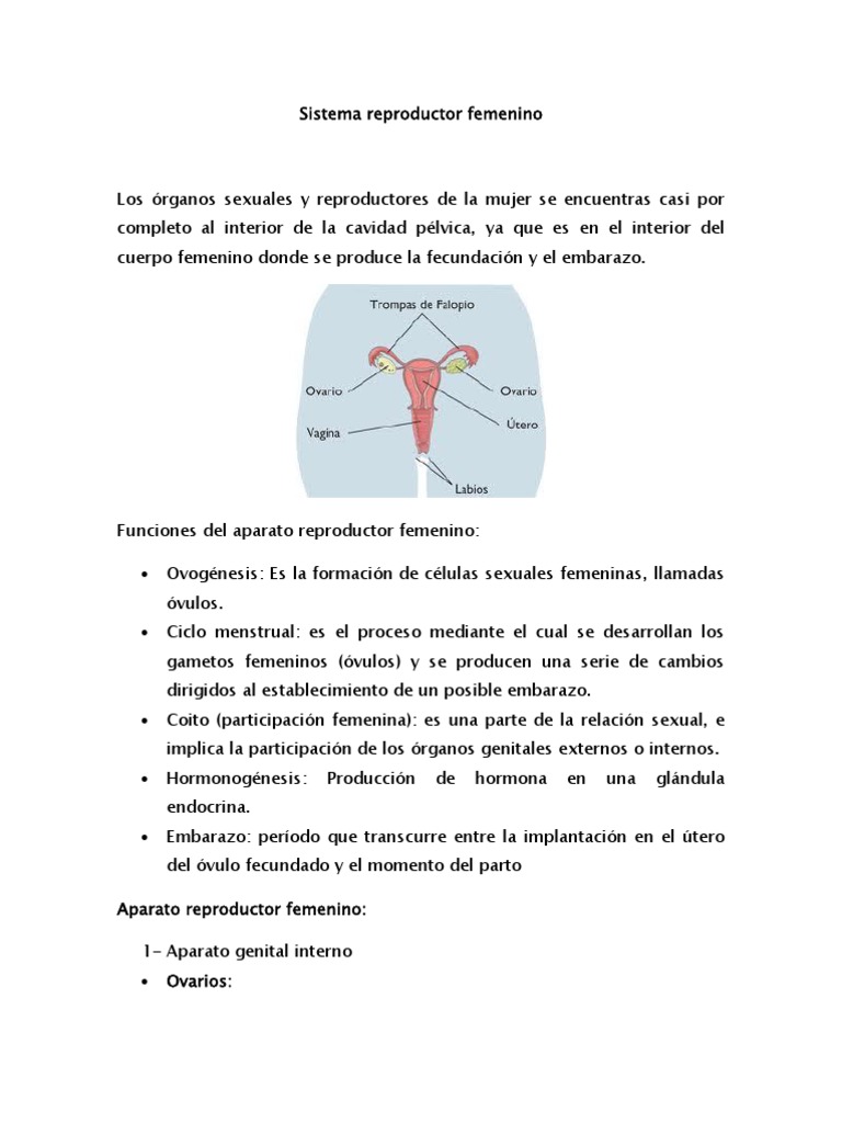 Sistema Reproductor Femenino Útero Vagina
