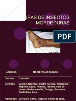 Mordeduras 100706205200 Phpapp02