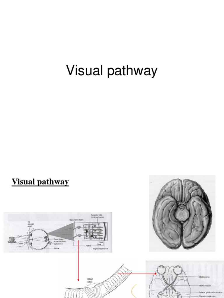 Visual Pathway | PDF