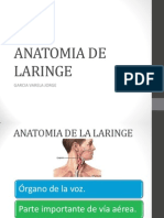 Anatomia Laringe