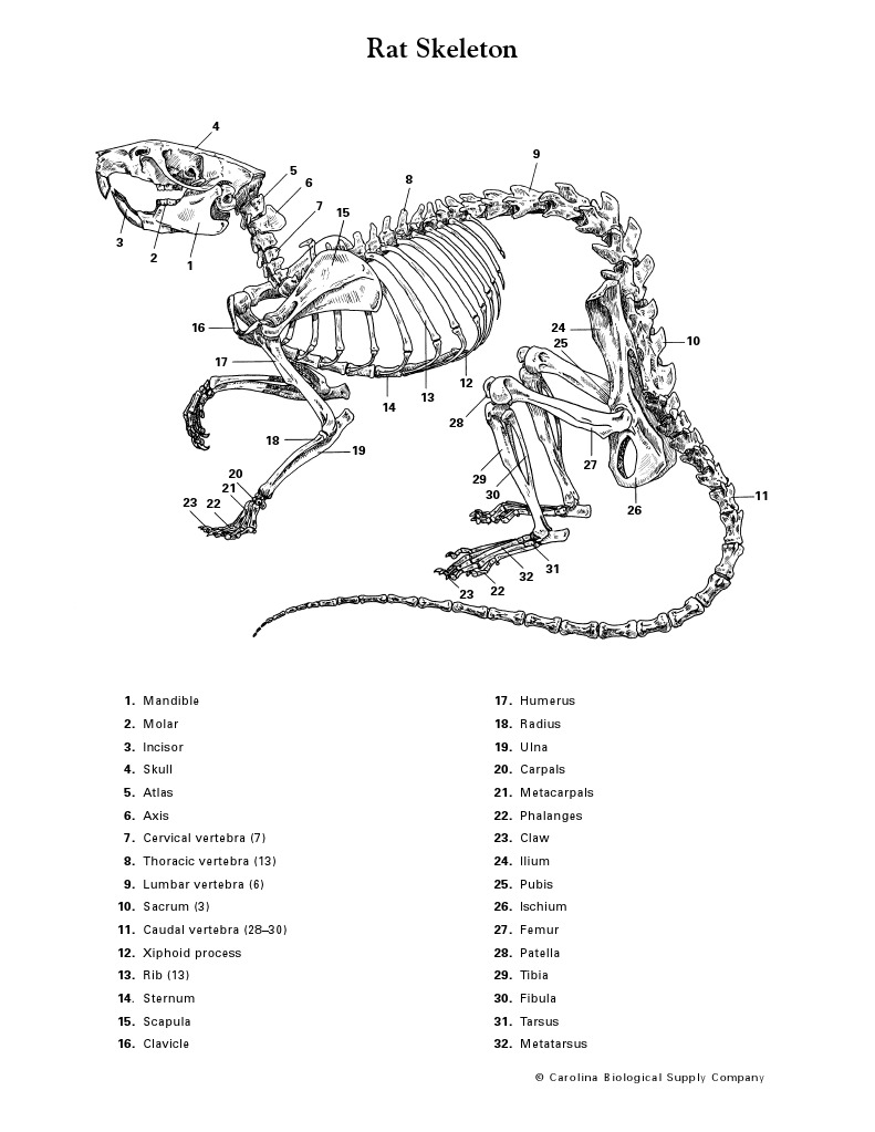 Rat Skeleton Anatomy Overview | PDF | Science & Mathematics
