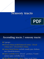 Sensory Tracts