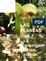La Respiracic3b3n de Las Plantas
