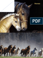 Horses (FP)