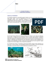 Dossier informatiu Posidonia oceanica Agència Catalana del Aigua