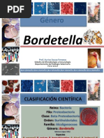 Bordetella Enero 2013