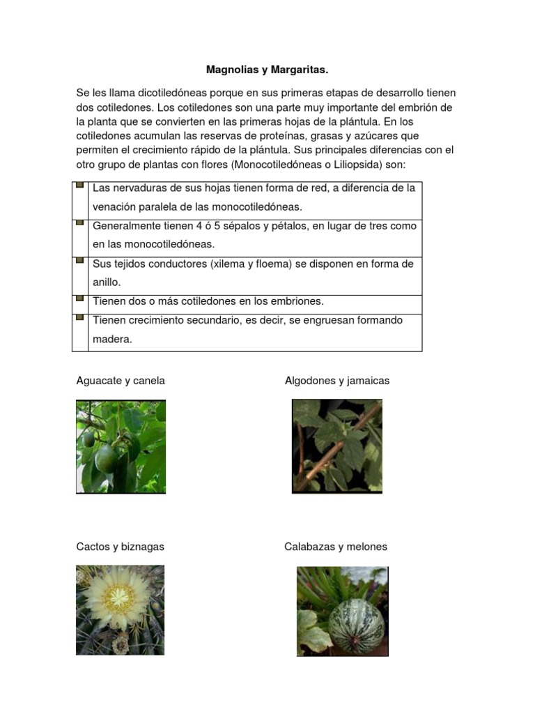 Magnolias y Margaritas | PDF | Algas | Hongo