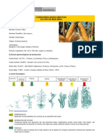 Cultivo Maiz PDF