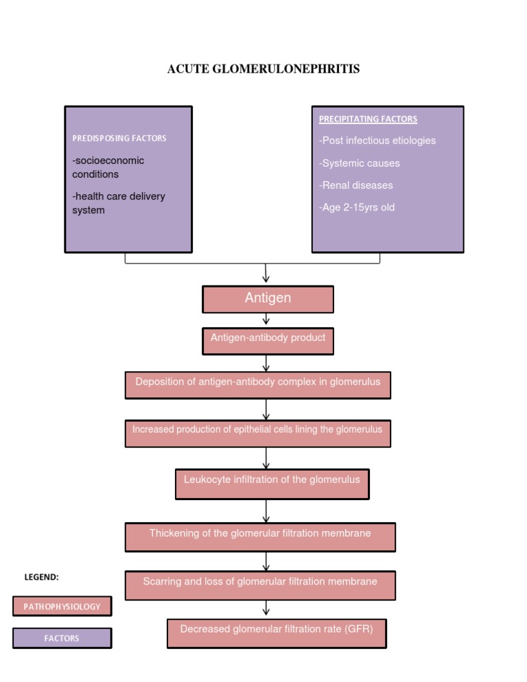 Acute Glomerulonephritis Pathophysiology | PDF
