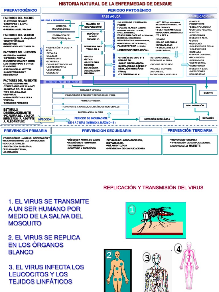 Historia Natural de La Enfermedad Dengue