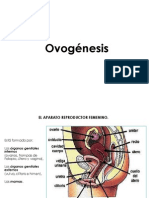 Ovogenesis y Ciclo Menstrual