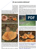 Lactarius Deliciosus Web