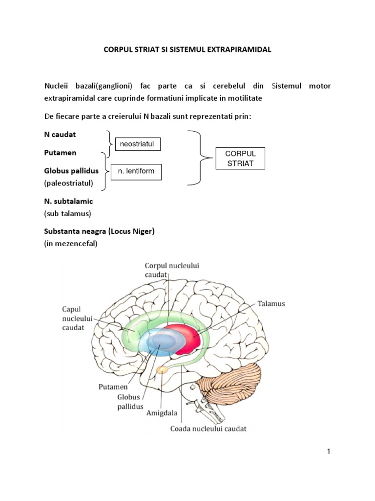 Corpul Striat Si Sist Extrapiramidal | PDF