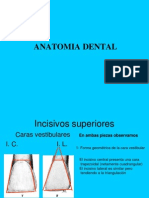 0clusion Anatomia CORRECTA