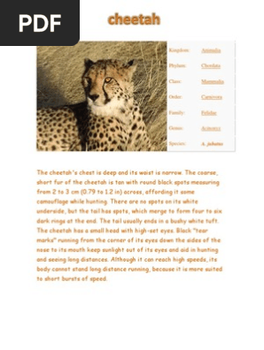 Erythristic Cheetah