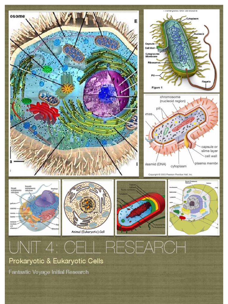 Prokaryotic vs Eukaryotic Cells Explained | PDF | Eukaryotes | Cell ...