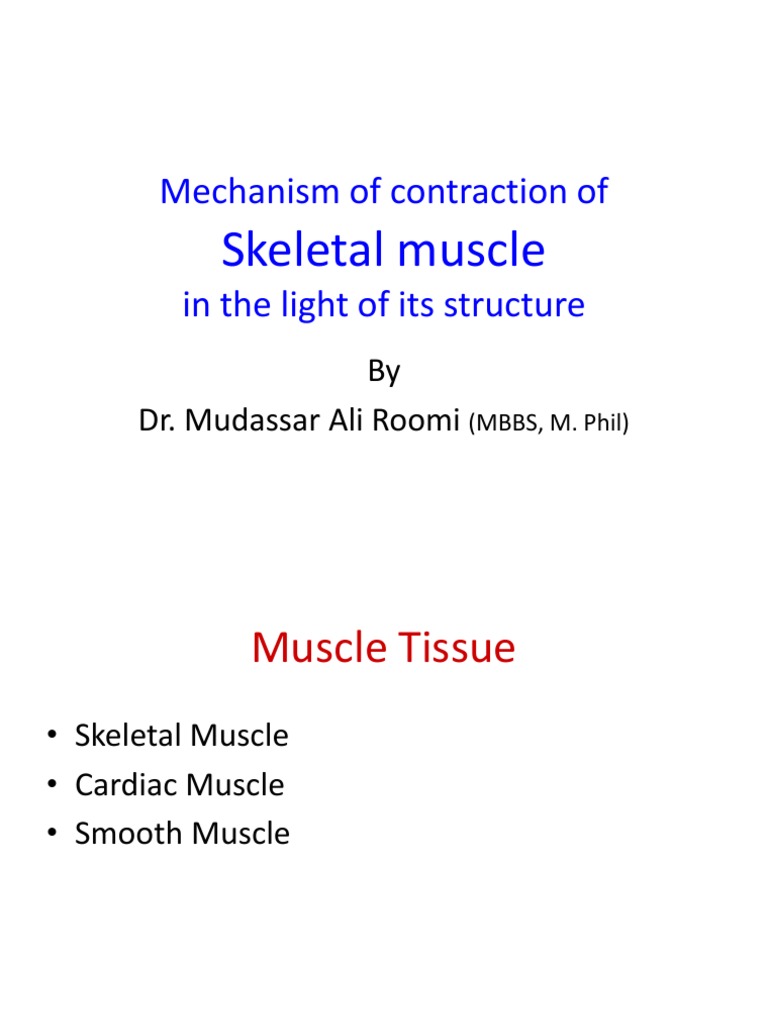 Physiology of Skeletal Muscle by Dr. Roomi | PDF | Muscle Contraction ...