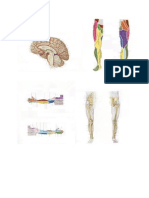 Print Anatomi Sarap SST Edit
