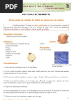 Protocolo Observação da epiderme do bolbo da cebola