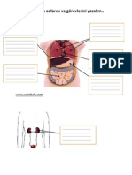 Organların Adlarını Ve Görevlerini Yazalım-Etkinlik