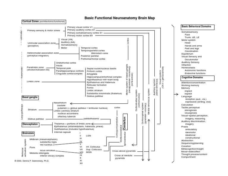 Brain Map Main | PDF