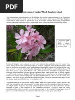 Eduart Zimer - The succulent corner at Yankee Wharf, Rangitoto (2009)