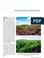 O agronegócio palmito de pupunha