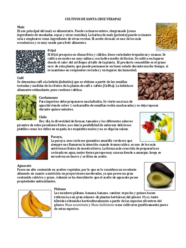Cultivos y productos de Santa Cruz Verapaz | PDF | Maíz | café