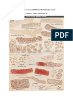 Sedimen Sternheimer Malbin Stain