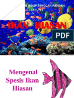 Ikan Hiasan