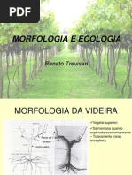 2a Morfologia Videira