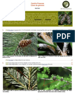 Familia Pinaceae PDF