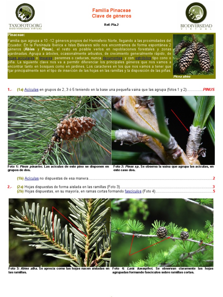 Familia Pinaceae | PDF | Pino | Morfología Vegetal