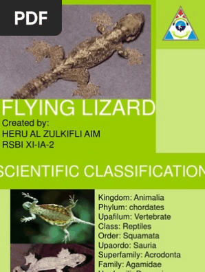 About Flying Lizard