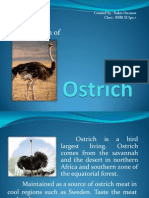 About Ostrich