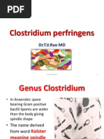 Download Clostridium perfringens  by doctorrao SN128204566 doc pdf