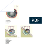 Imagini Embriologie