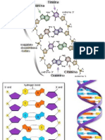 Estructura y Replicacion Genoma