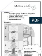 Metabolisme protein.doc