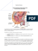 sistema reproductor