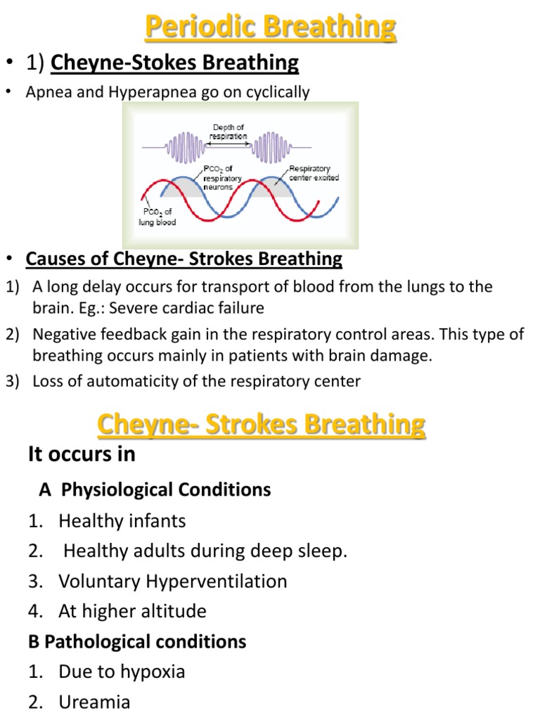 Causes of Cheyne-Stokes Breathing | PDF
