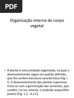 Organização interna do corpo vegetal