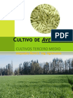 Cultivo de Avena Sativa