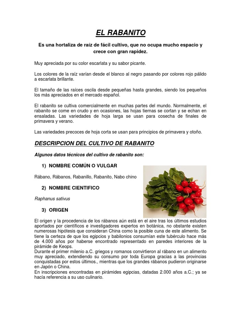 El Rabanito | PDF | Siembra | Horticultura y jardinería