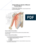 Vascularizacion Ms (AnexaII)