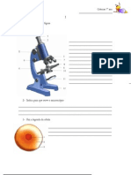 Ciências 7º Ano