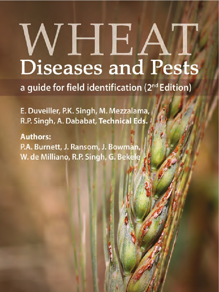 Wheat Disease Identification Guide | PDF | Branches Of Botany | Cereals