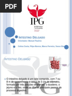 PP Instestino Delgado Anatomofisiologia.ppt