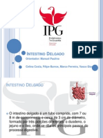 PP Instestino Delgado Anatomofisiologia.ppt