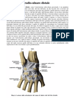 Articolazione Radio Ulna Carpo PDF